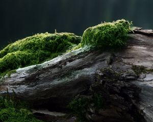 Preview wallpaper stub, moss, tree, log