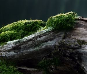 Preview wallpaper stub, moss, tree, log