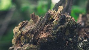 Preview wallpaper stump, bark, moss