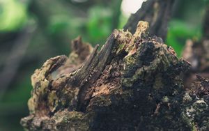 Preview wallpaper stump, bark, moss