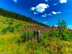 Preview wallpaper stump, grass, flowers, trees, forest, nature