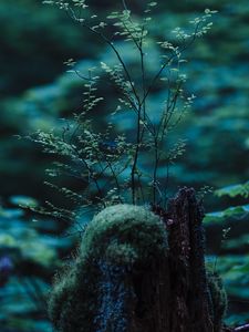 Preview wallpaper stump, moss, branches, forest, macro, nature, green