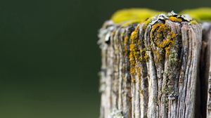 Preview wallpaper stump, moss, grass