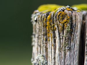 Preview wallpaper stump, moss, grass