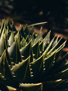 Preview wallpaper succulent, aloe, macro, plant, prickly