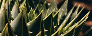Preview wallpaper succulent, aloe, macro, plant, prickly