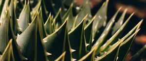 Preview wallpaper succulent, aloe, macro, plant, prickly