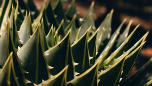 Preview wallpaper succulent, aloe, macro, plant, prickly