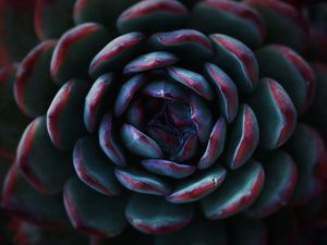 Preview wallpaper succulent, flower, petals, macro