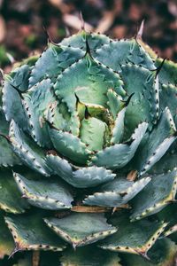 Preview wallpaper succulent, flower, plant, leaves