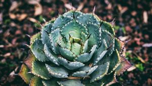 Preview wallpaper succulent, flower, plant, leaves