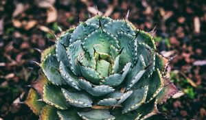 Preview wallpaper succulent, flower, plant, leaves