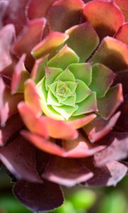 Preview wallpaper succulent, flower, plant, blur