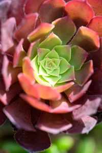 Preview wallpaper succulent, flower, plant, blur