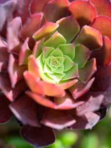 Preview wallpaper succulent, flower, plant, blur