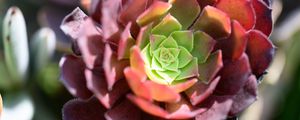 Preview wallpaper succulent, flower, plant, blur