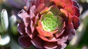 Preview wallpaper succulent, flower, plant, blur