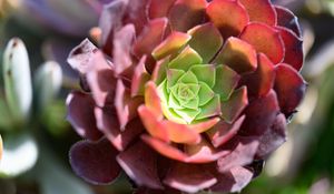 Preview wallpaper succulent, flower, plant, blur