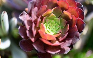 Preview wallpaper succulent, flower, plant, blur