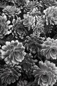 Preview wallpaper succulent, flowers, petals, black and white