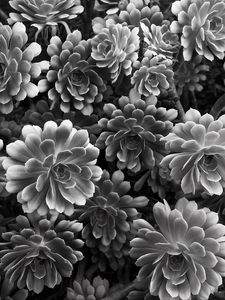 Preview wallpaper succulent, flowers, petals, black and white