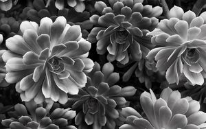 Preview wallpaper succulent, flowers, petals, black and white