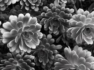 Preview wallpaper succulent, flowers, petals, black and white