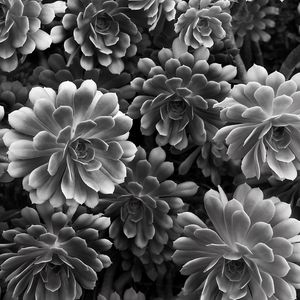 Preview wallpaper succulent, flowers, petals, black and white