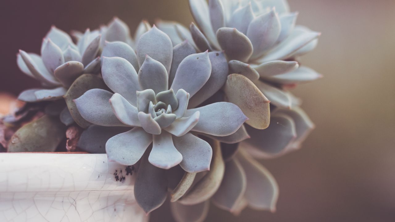 Wallpaper succulent, leaves, blur, macro