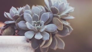 Preview wallpaper succulent, leaves, blur, macro