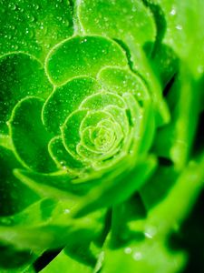 Preview wallpaper succulent, leaves, drops, macro