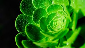 Preview wallpaper succulent, leaves, drops, macro