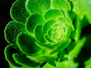 Preview wallpaper succulent, leaves, drops, macro