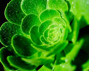 Preview wallpaper succulent, leaves, drops, macro