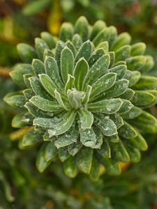 Preview wallpaper succulent, leaves, drops, plant, macro