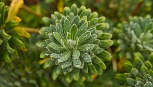 Preview wallpaper succulent, leaves, drops, plant, macro