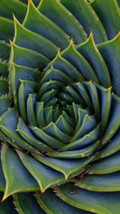 Preview wallpaper succulent, leaves, spiral, plant, macro