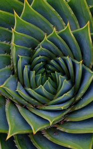 Preview wallpaper succulent, leaves, spiral, plant, macro