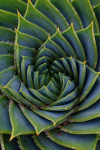 Preview wallpaper succulent, leaves, spiral, plant, macro