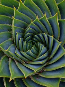 Preview wallpaper succulent, leaves, spiral, plant, macro