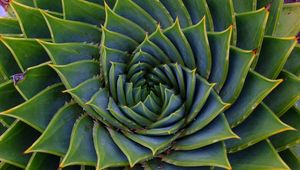 Preview wallpaper succulent, leaves, spiral, plant, macro