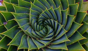 Preview wallpaper succulent, leaves, spiral, plant, macro