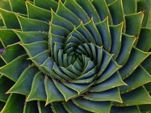 Preview wallpaper succulent, leaves, spiral, plant, macro