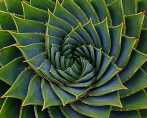 Preview wallpaper succulent, leaves, spiral, plant, macro