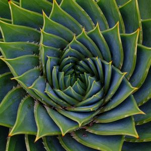 Preview wallpaper succulent, leaves, spiral, plant, macro