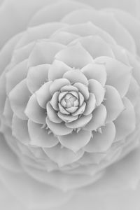 Preview wallpaper succulent, petals, white, blur