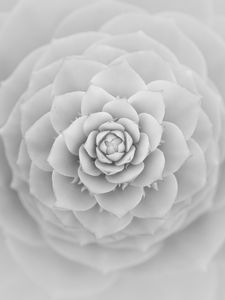 Preview wallpaper succulent, petals, white, blur