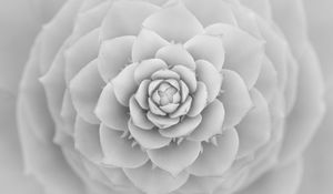 Preview wallpaper succulent, petals, white, blur