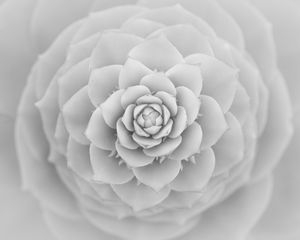 Preview wallpaper succulent, petals, white, blur