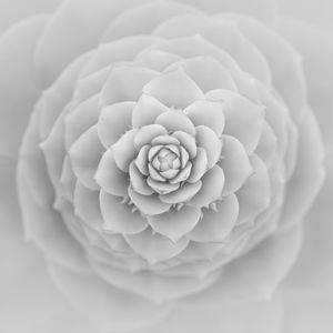 Preview wallpaper succulent, petals, white, blur